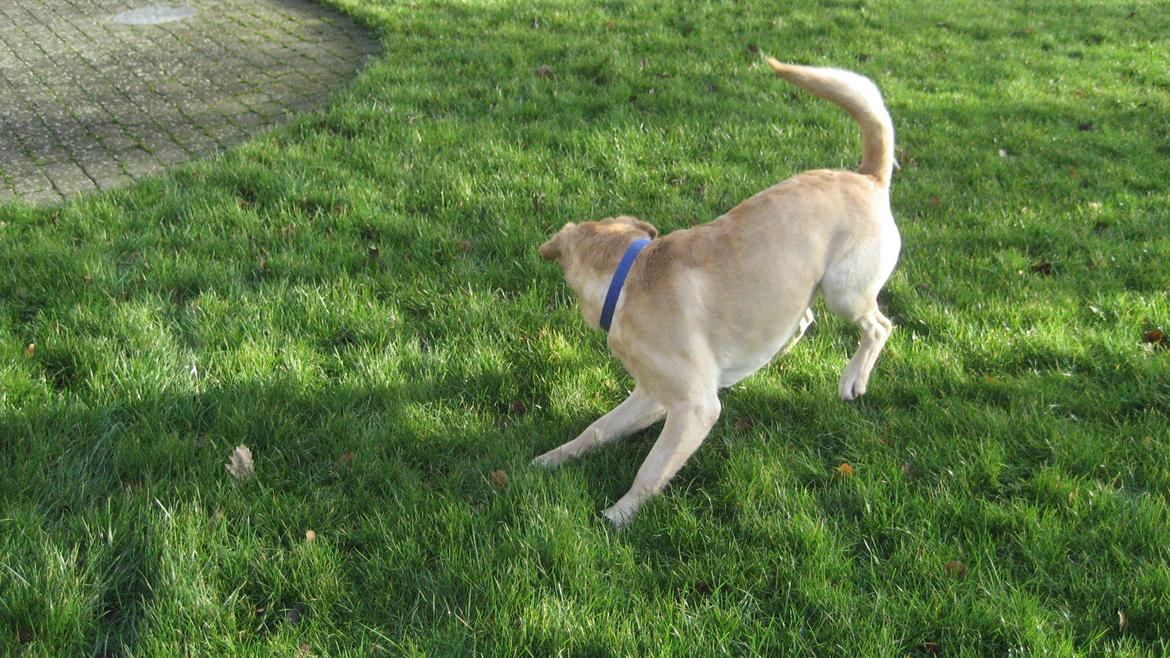 Labrador retriever Balder - Leg i haven billede 6