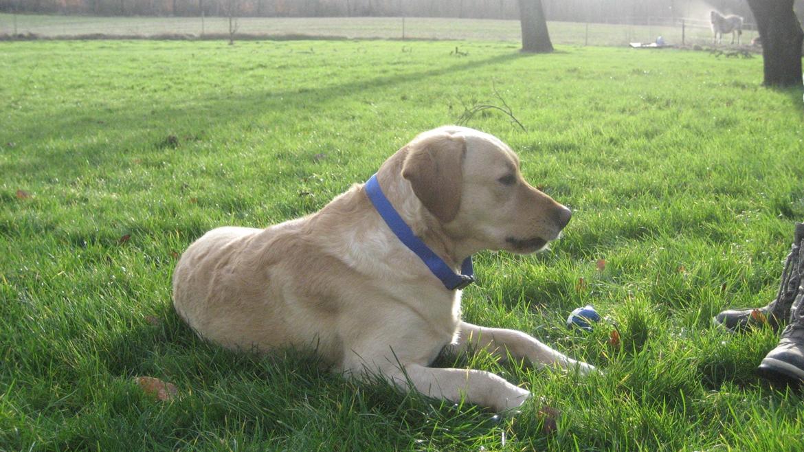 Labrador retriever Balder billede 7