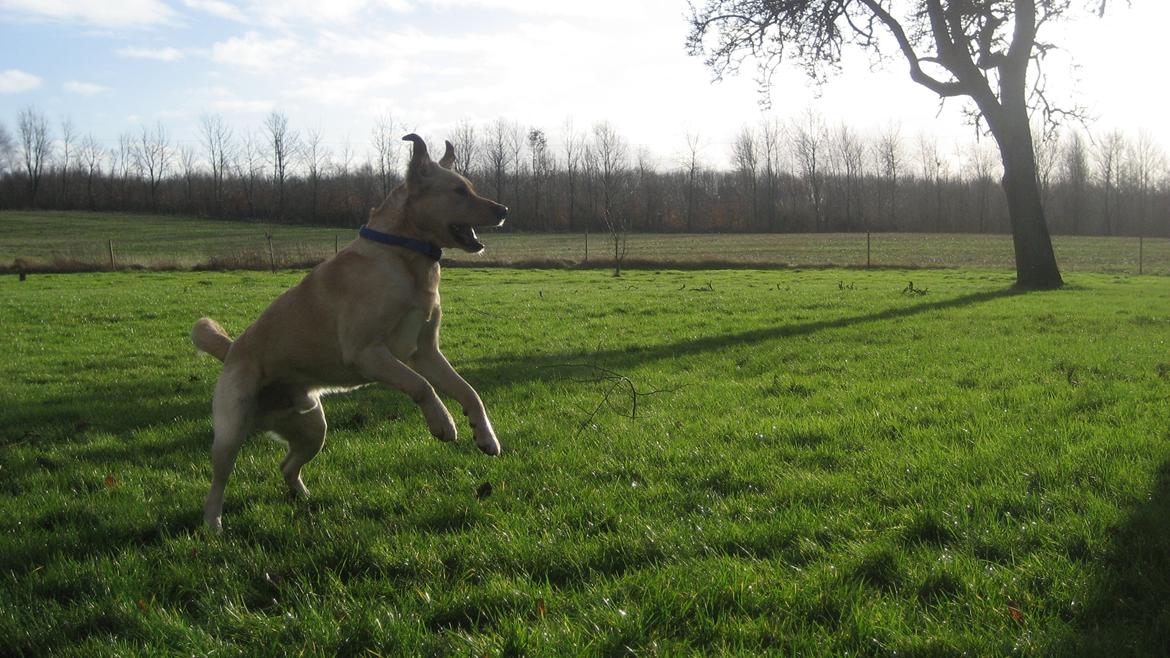 Labrador retriever Balder billede 8