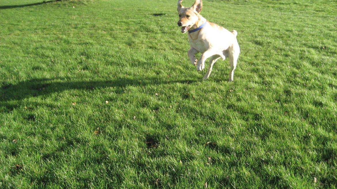 Labrador retriever Balder billede 9