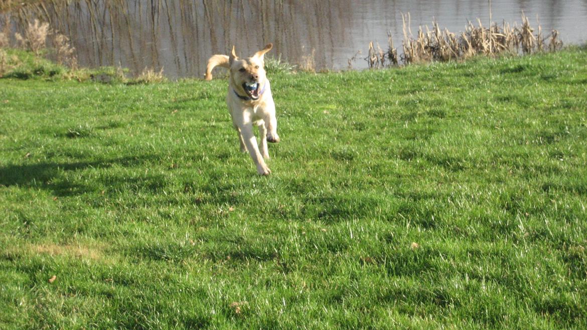 Labrador retriever Balder billede 10