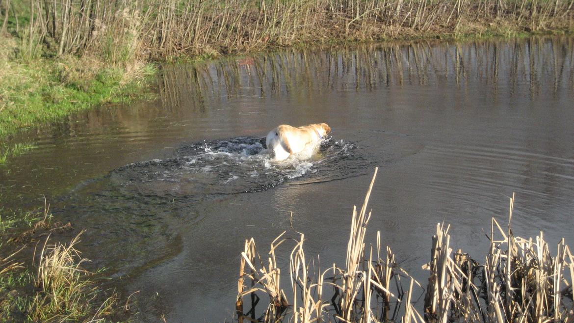 Labrador retriever Balder - Svømning i søen billede 11