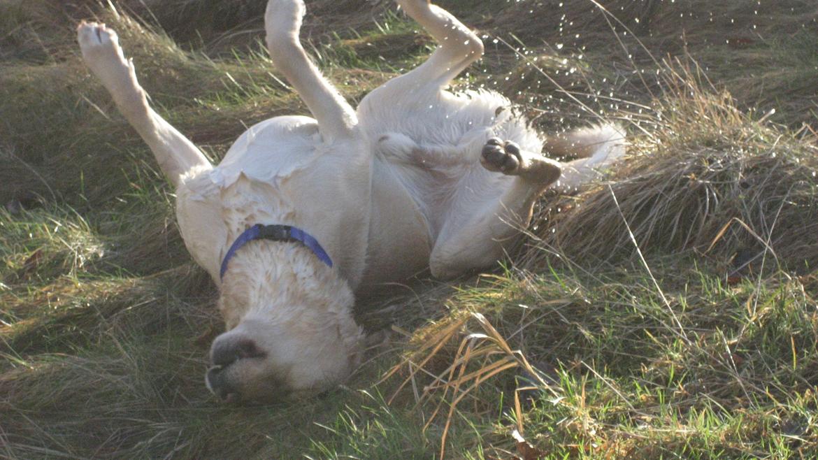 Labrador retriever Balder billede 12