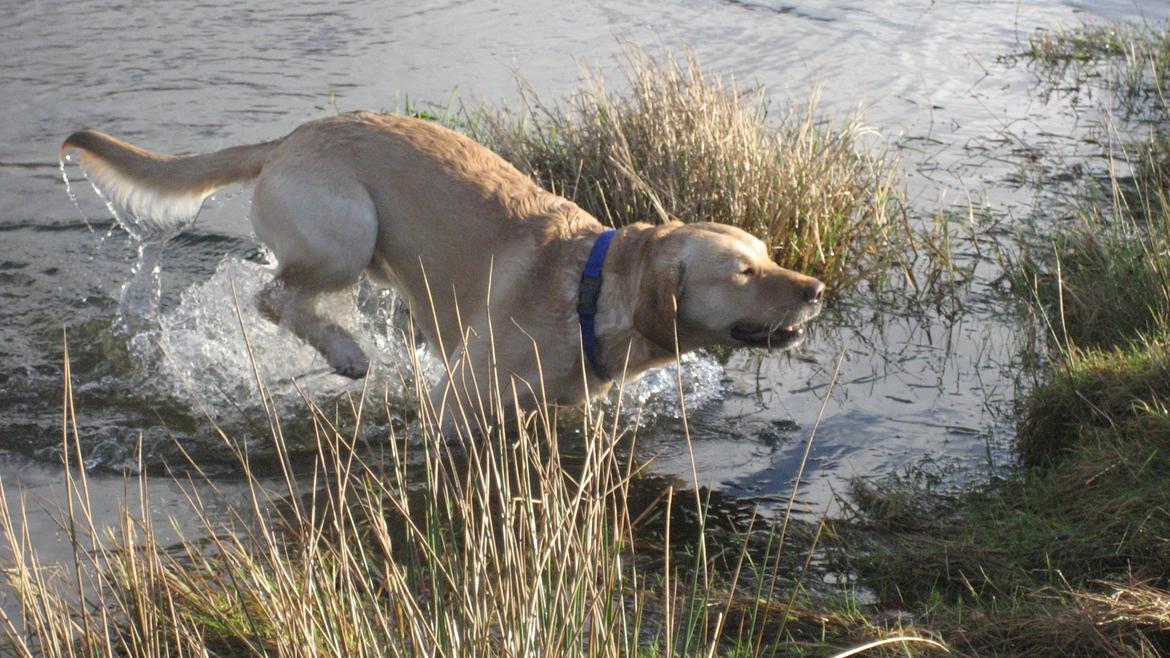 Labrador retriever Balder billede 13