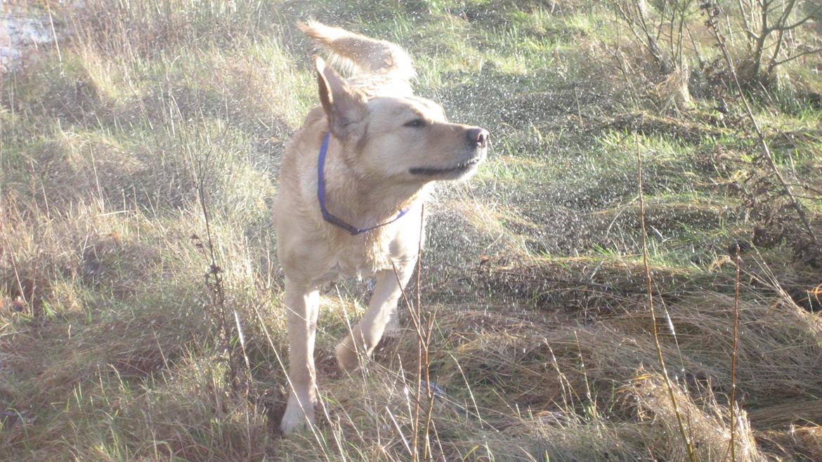 Labrador retriever Balder billede 14