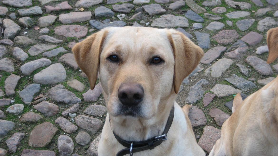 Labrador retriever Balder - Velkommen billede 2