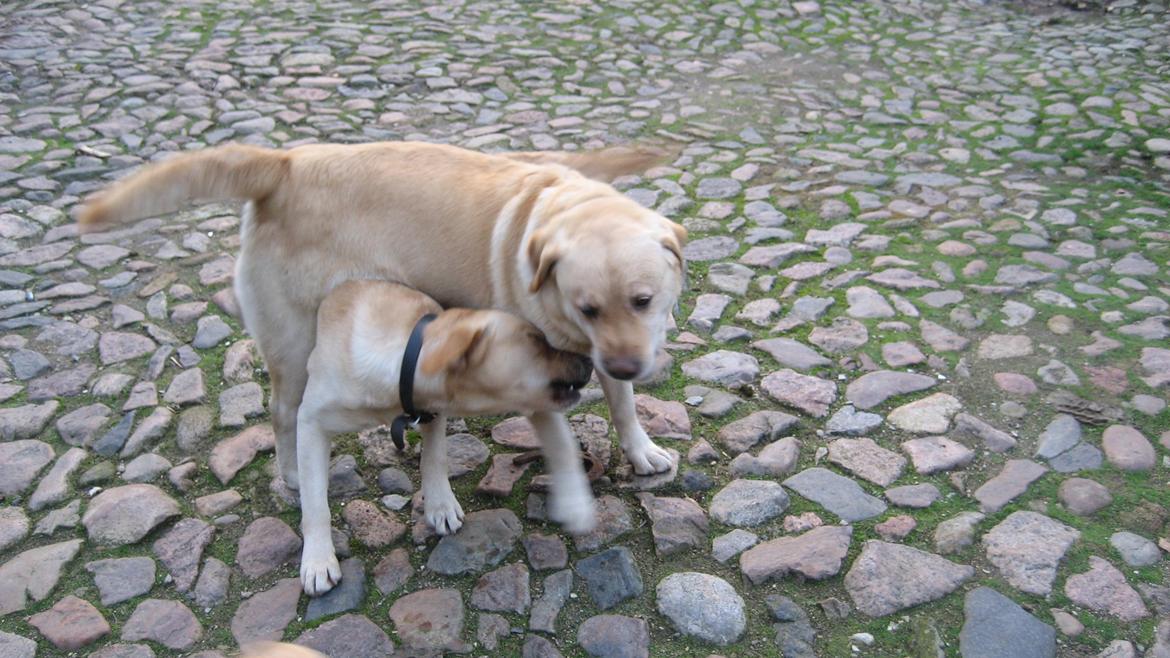 Labrador retriever Balder - Balder leger med Sniffer billede 3