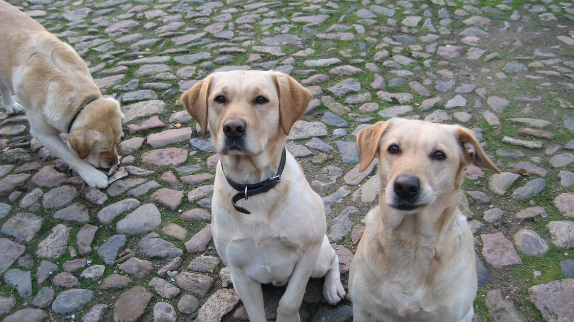 Labrador retriever Balder - Balder med Bessie hans mor. billede 15