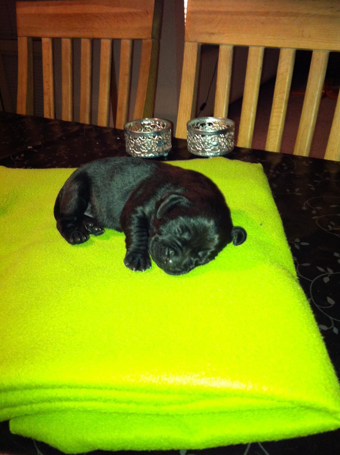 Labrador retriever Frk. Smilla billede 14