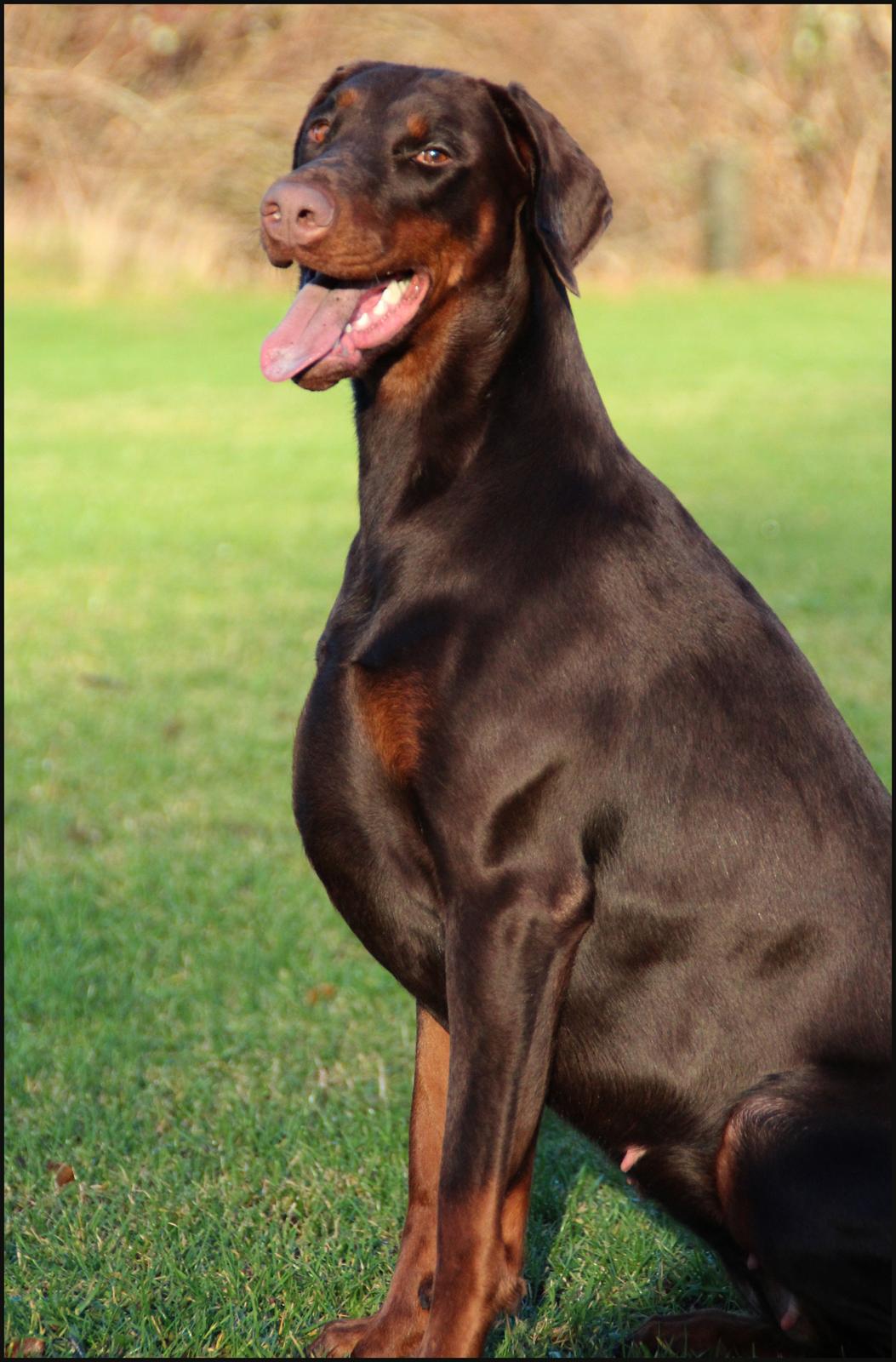 Dobermann DKKV13 AJW13 LUCH Proud Danish Flying Indian Girl - 17 mdr billede 9
