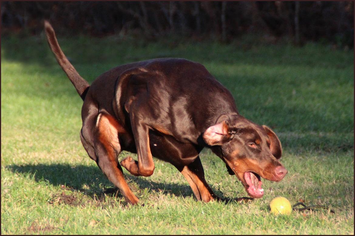 Dobermann DKKV13 AJW13 LUCH Proud Danish Flying Indian Girl billede 49