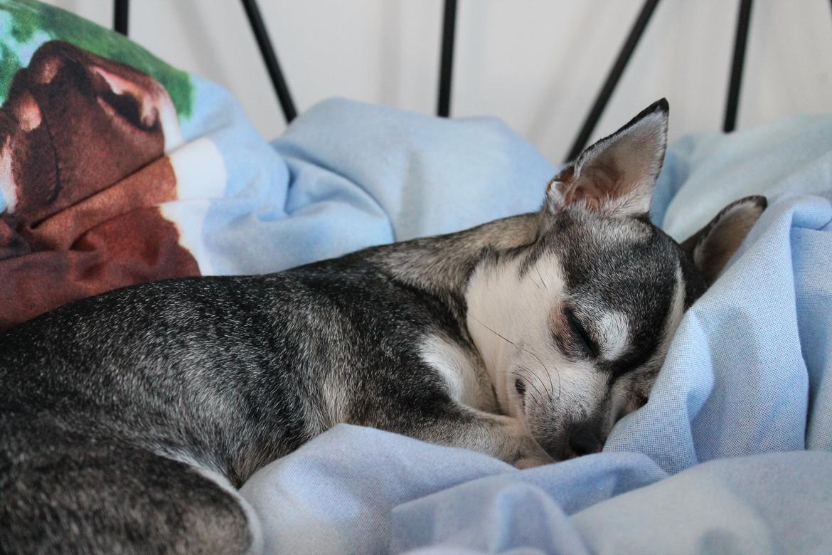 Chihuahua Ivana billede 8