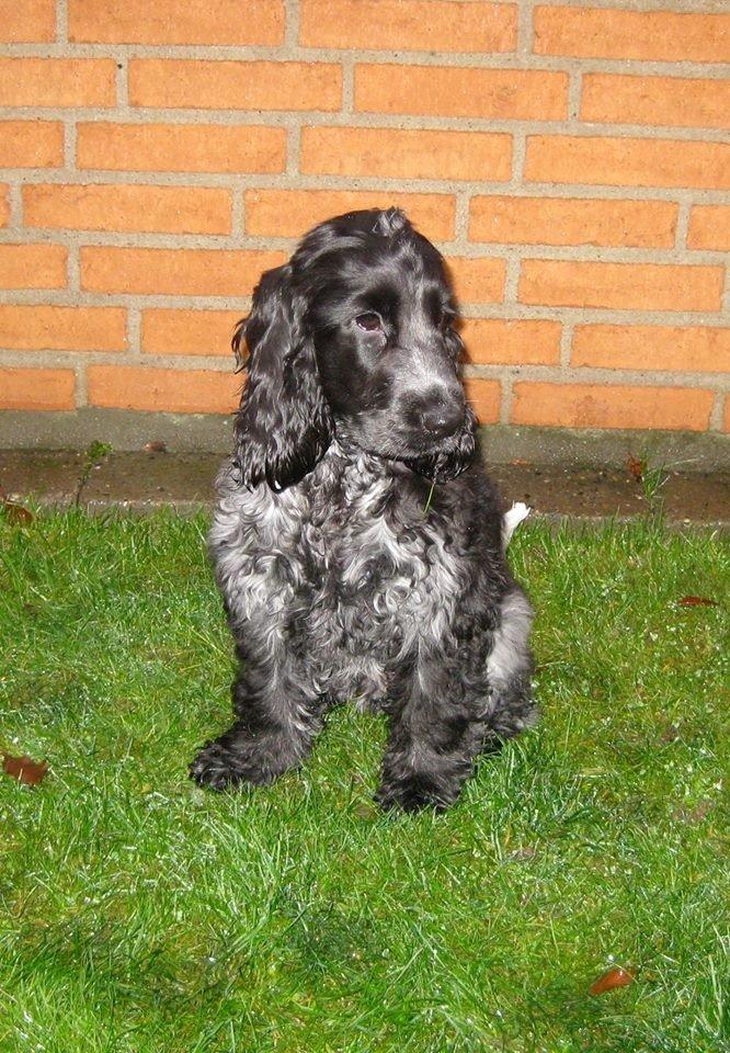 Cocker spaniel Ludvig billede 7