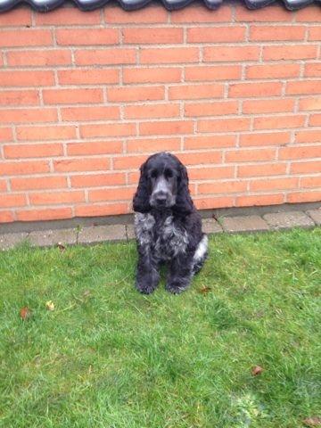 Cocker spaniel Ludvig billede 8