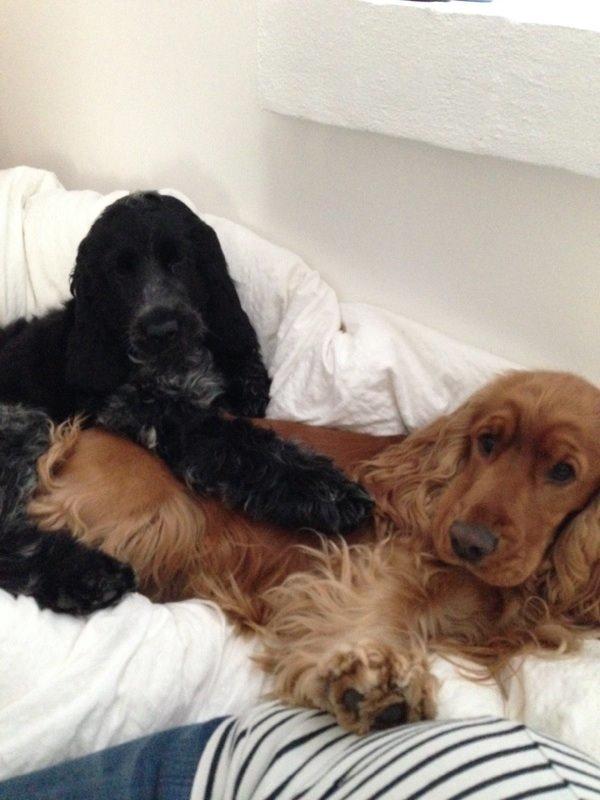 Cocker spaniel Ludvig billede 10