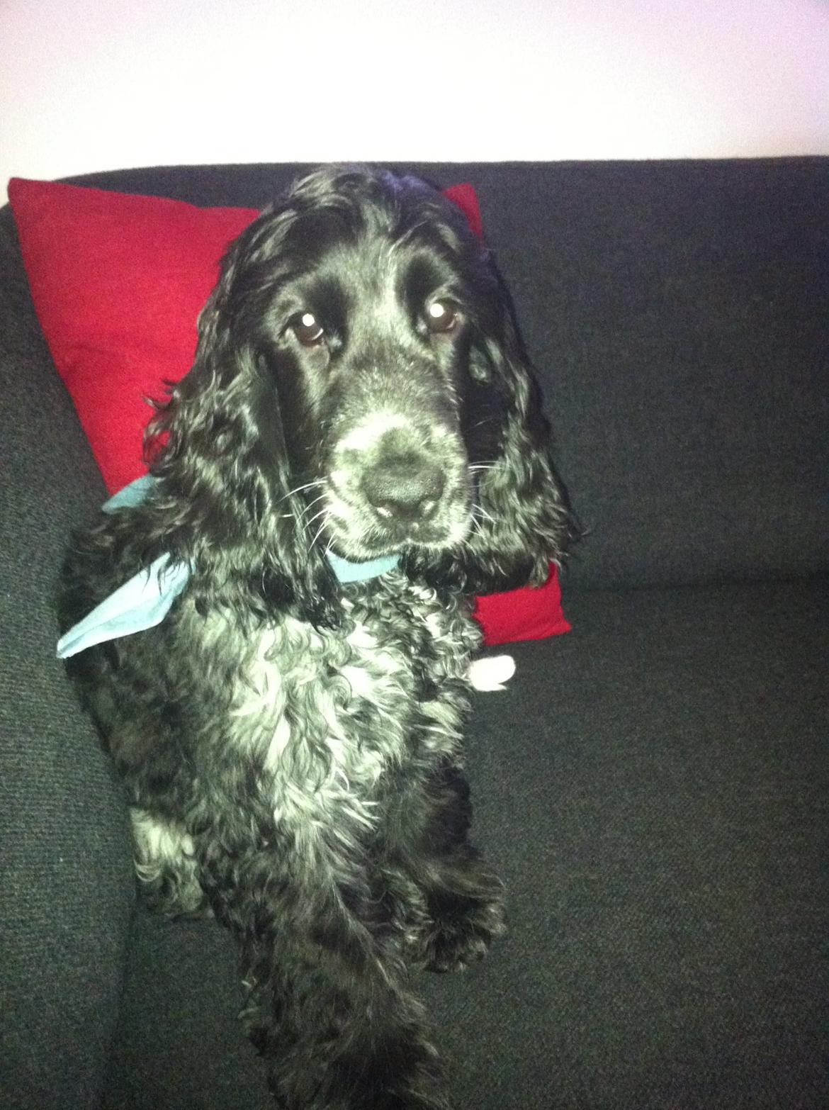 Cocker spaniel Ludvig billede 9