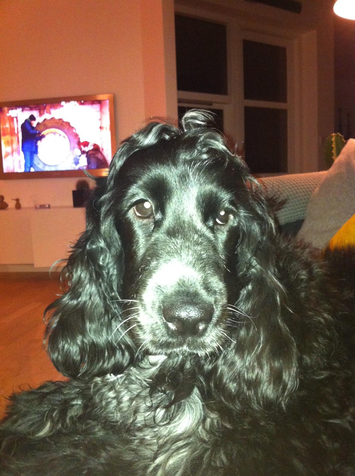 Cocker spaniel Ludvig billede 11