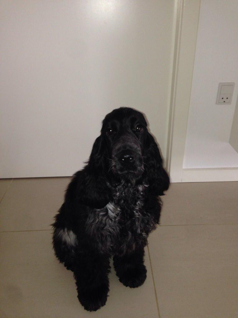 Cocker spaniel Ludvig billede 12