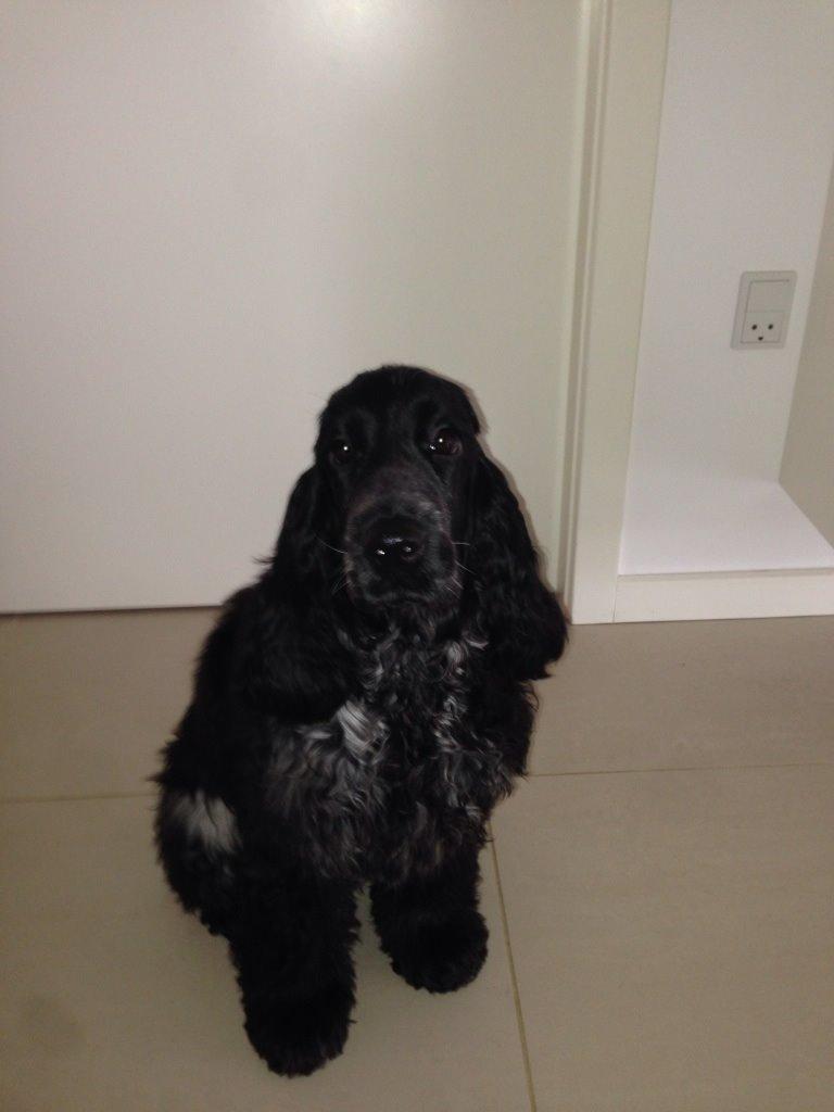 Cocker spaniel Ludvig billede 13