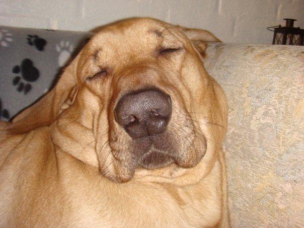 Broholmer Bjørn - Bjørn 3 år billede 2