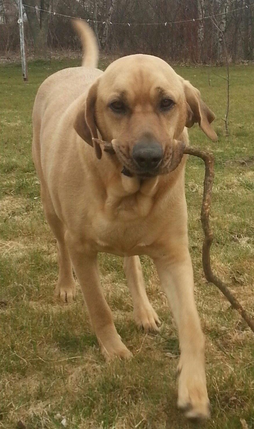 Broholmer Bjørn - Bjørn 5 år billede 3