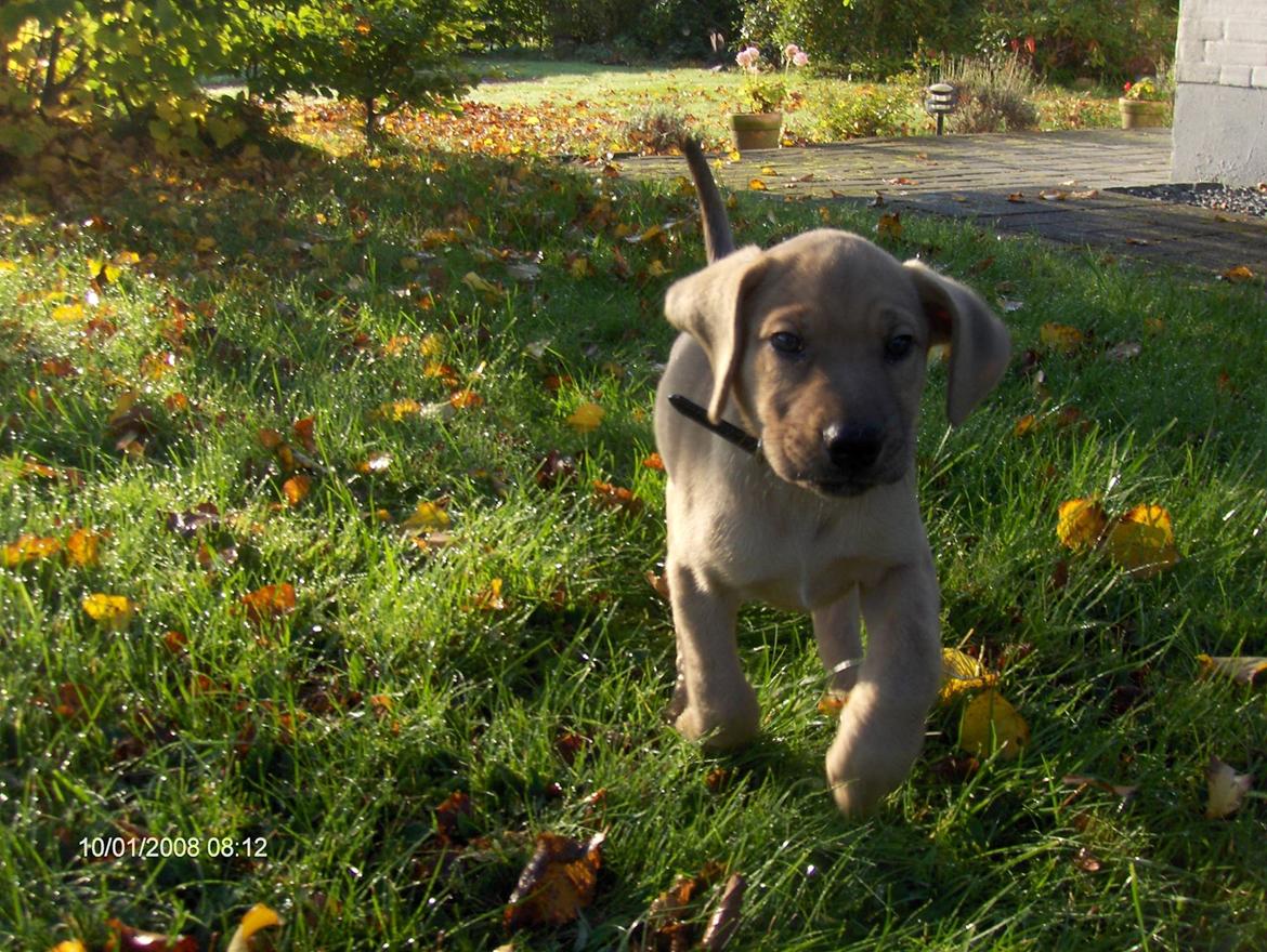 Broholmer Bjørn - Bjørn 8 uger billede 5