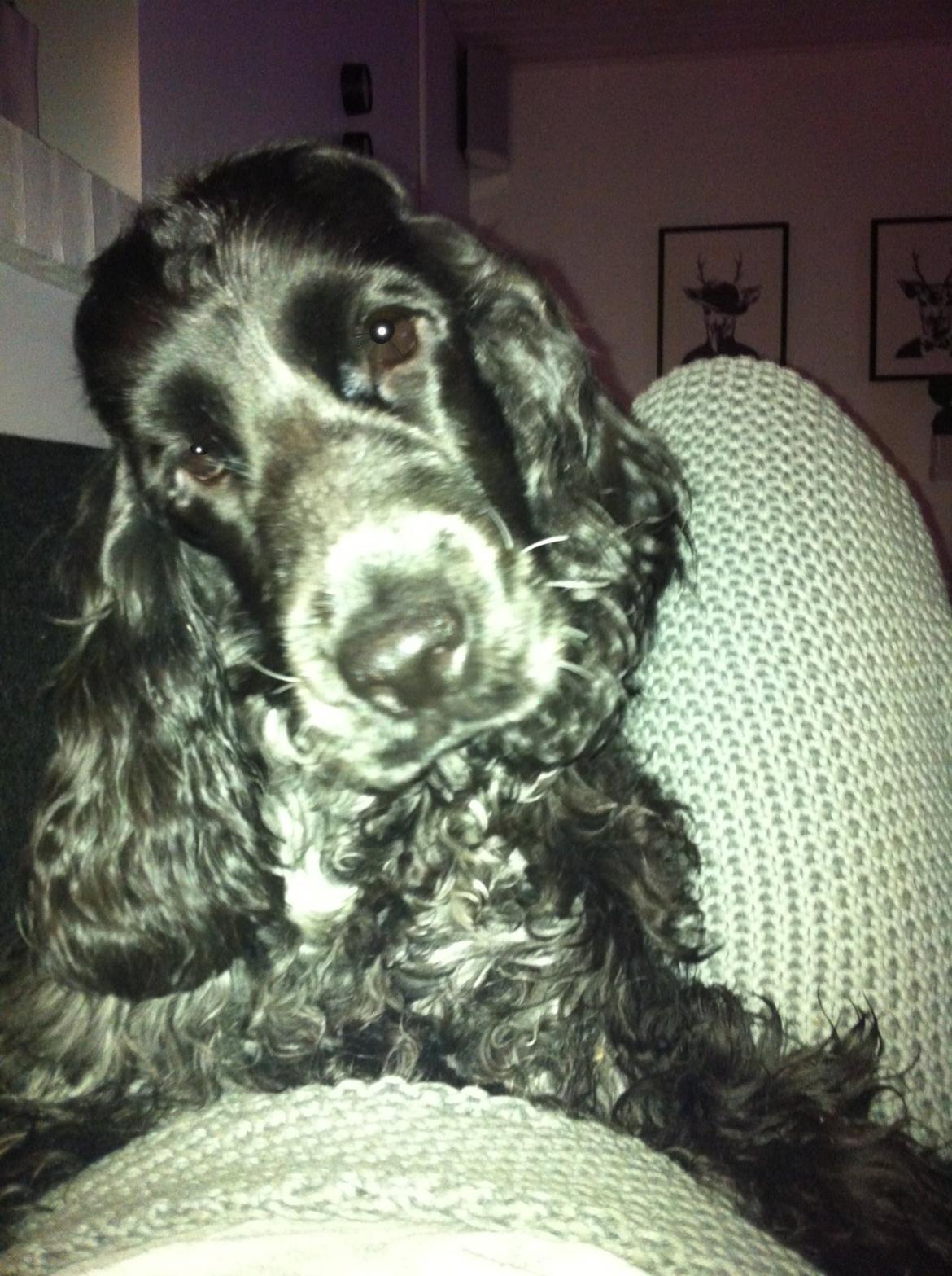 Cocker spaniel Ludvig billede 14