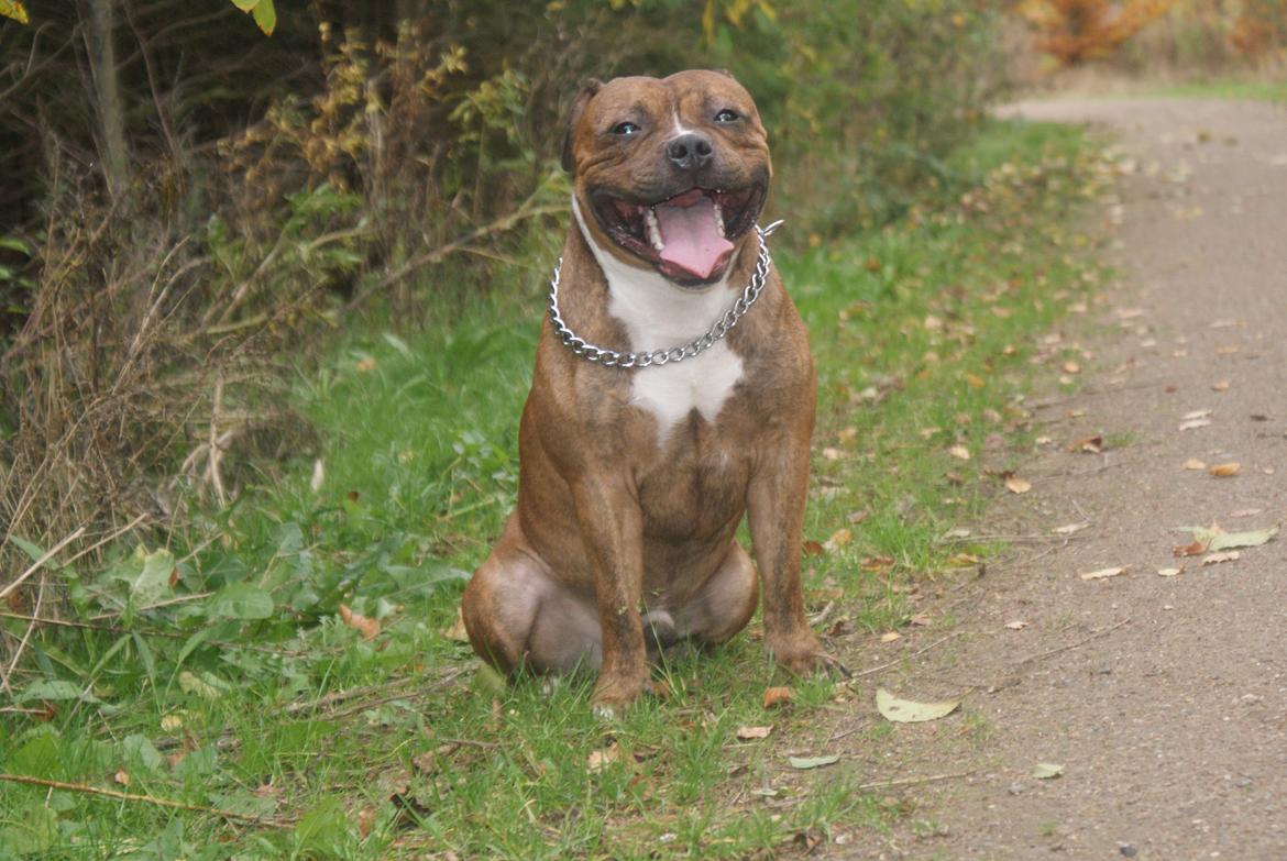 Staffordshire bull terrier Skunk billede 18