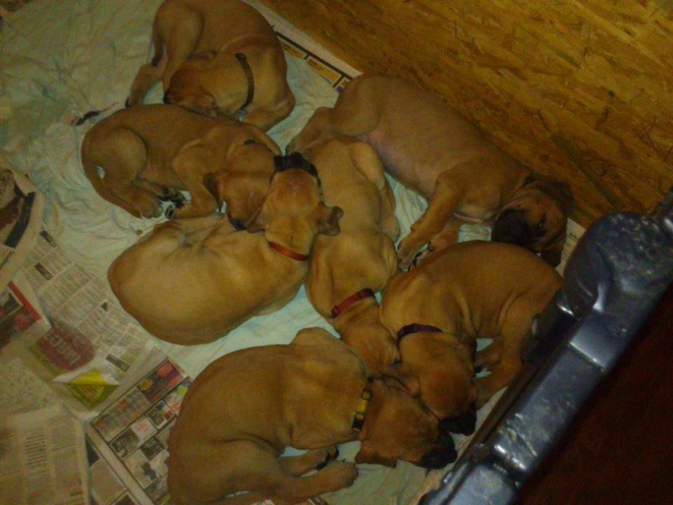 Grand danois bjørn billede 13