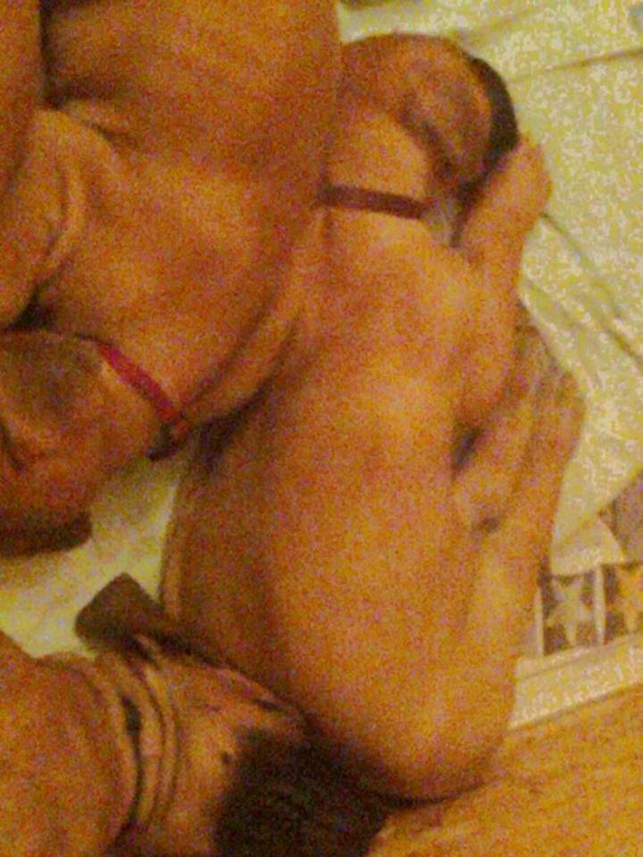 Grand danois bjørn billede 15