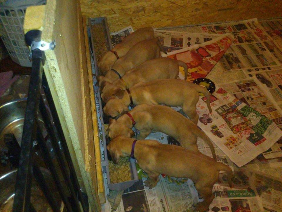 Grand danois bjørn billede 16