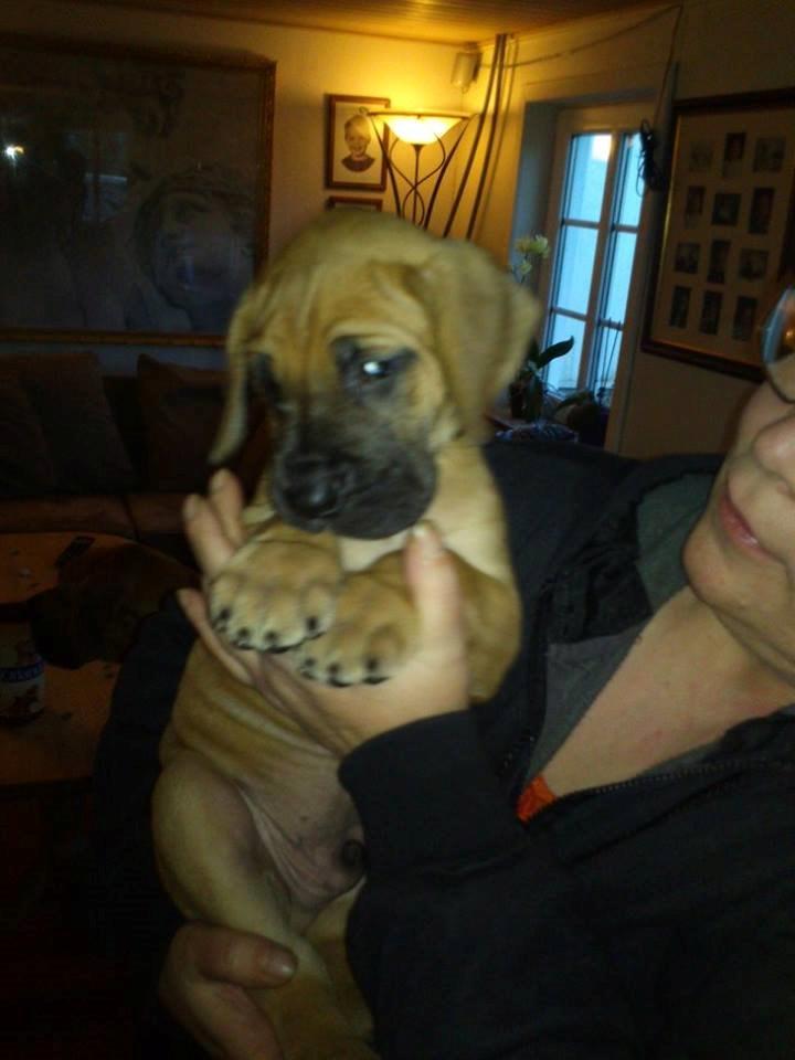 Grand danois bjørn billede 2