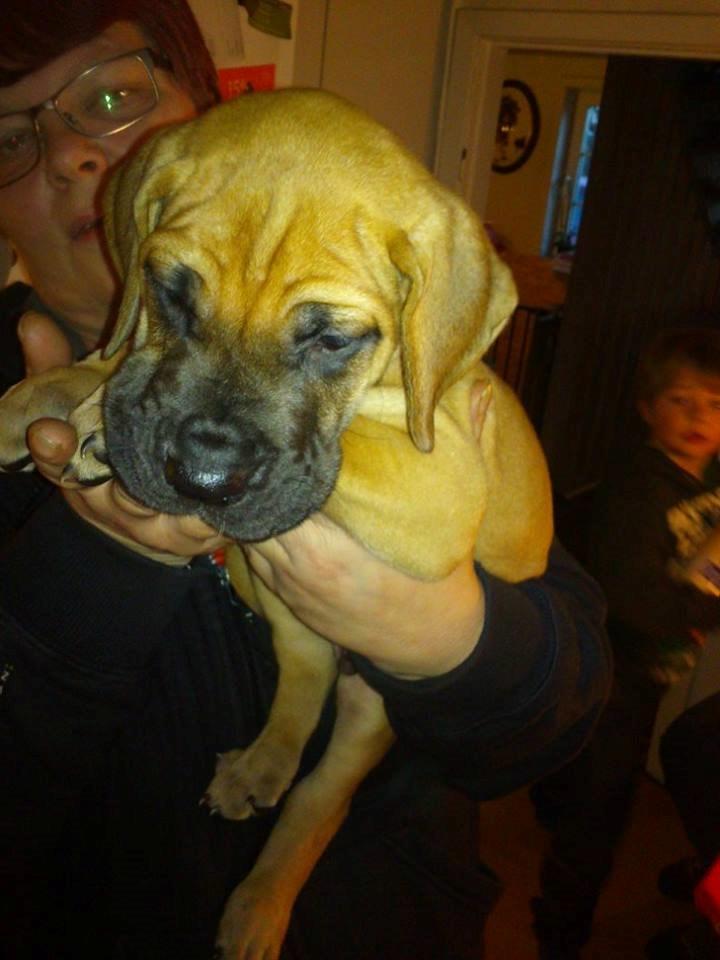 Grand danois bjørn billede 17