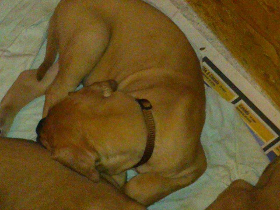 Grand danois bjørn billede 18