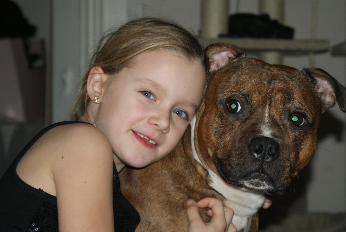 Staffordshire bull terrier Skunk billede 1