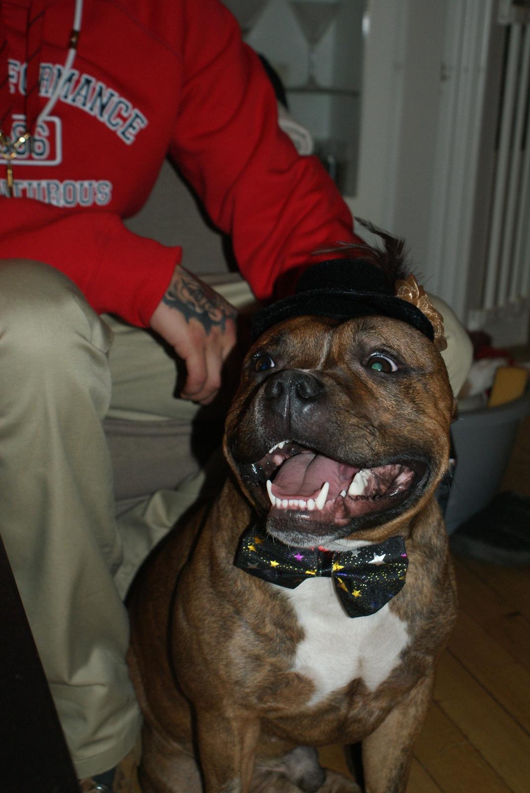 Staffordshire bull terrier Skunk billede 19