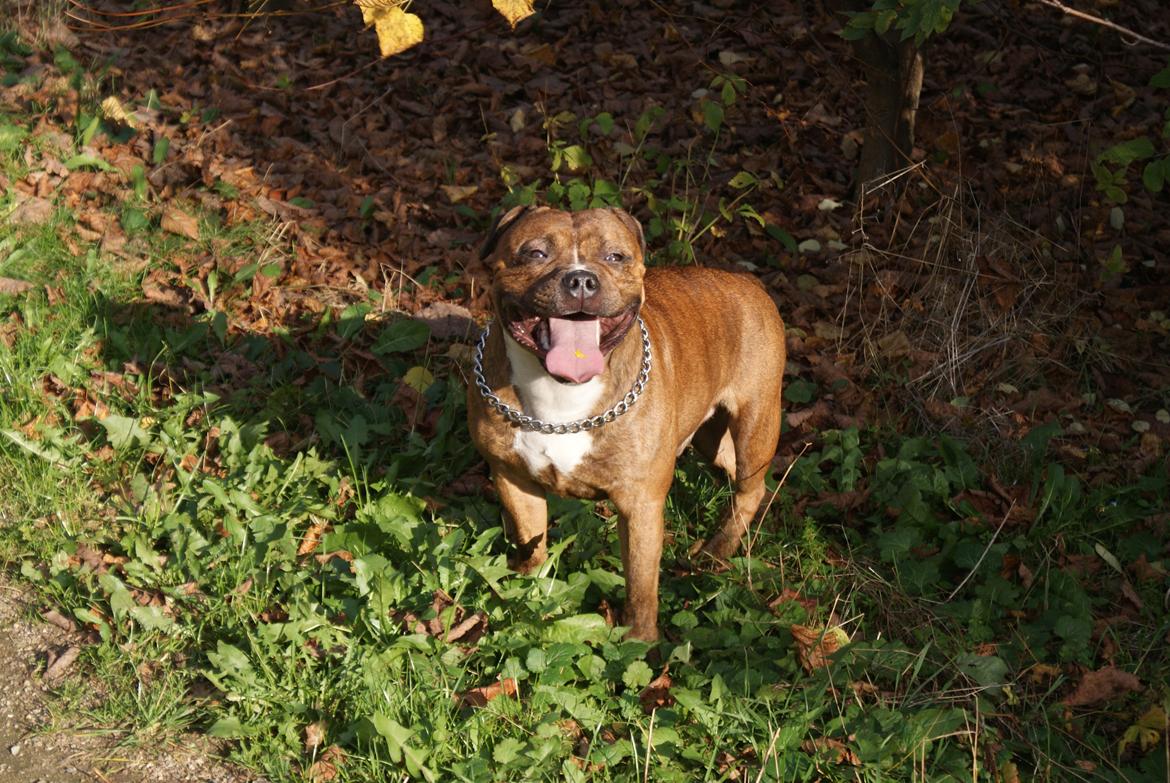 Staffordshire bull terrier Skunk billede 20