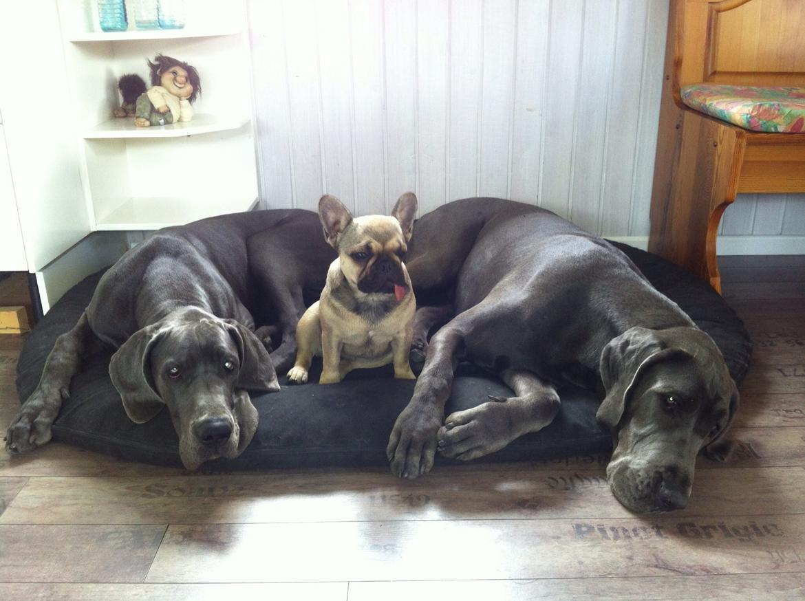 Grand danois Horsebjerg Pay This Woman (Asti) billede 7