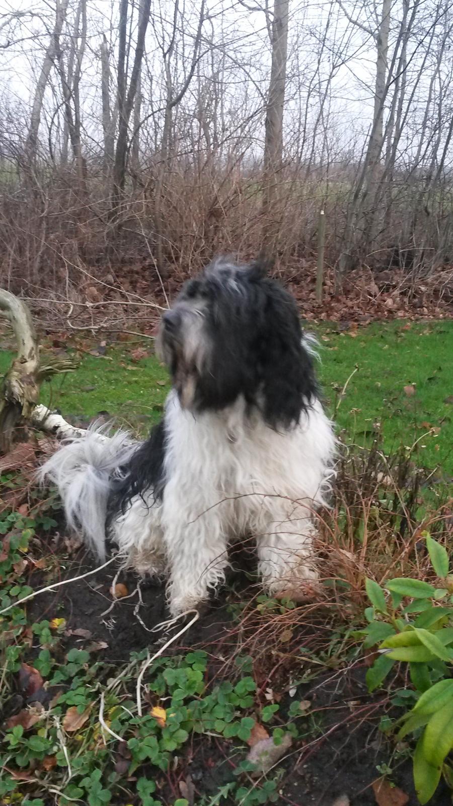 Schapendoes Axel - Min dejlige schapendoes
Her er det mig som er konge
 billede 1