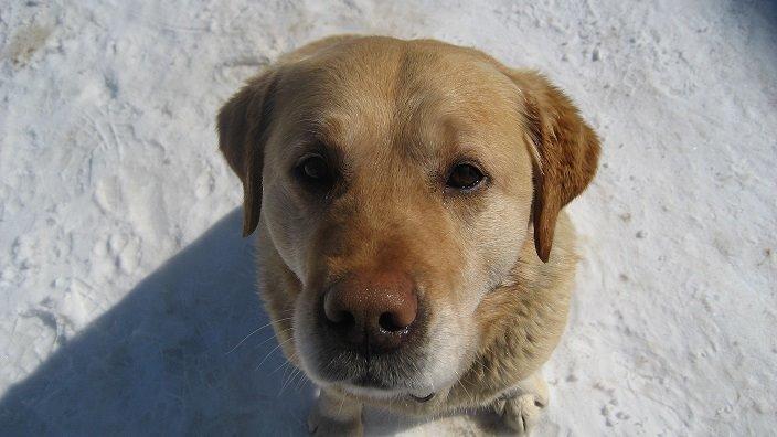 Labrador retriever Sniffer - Søde billede 3