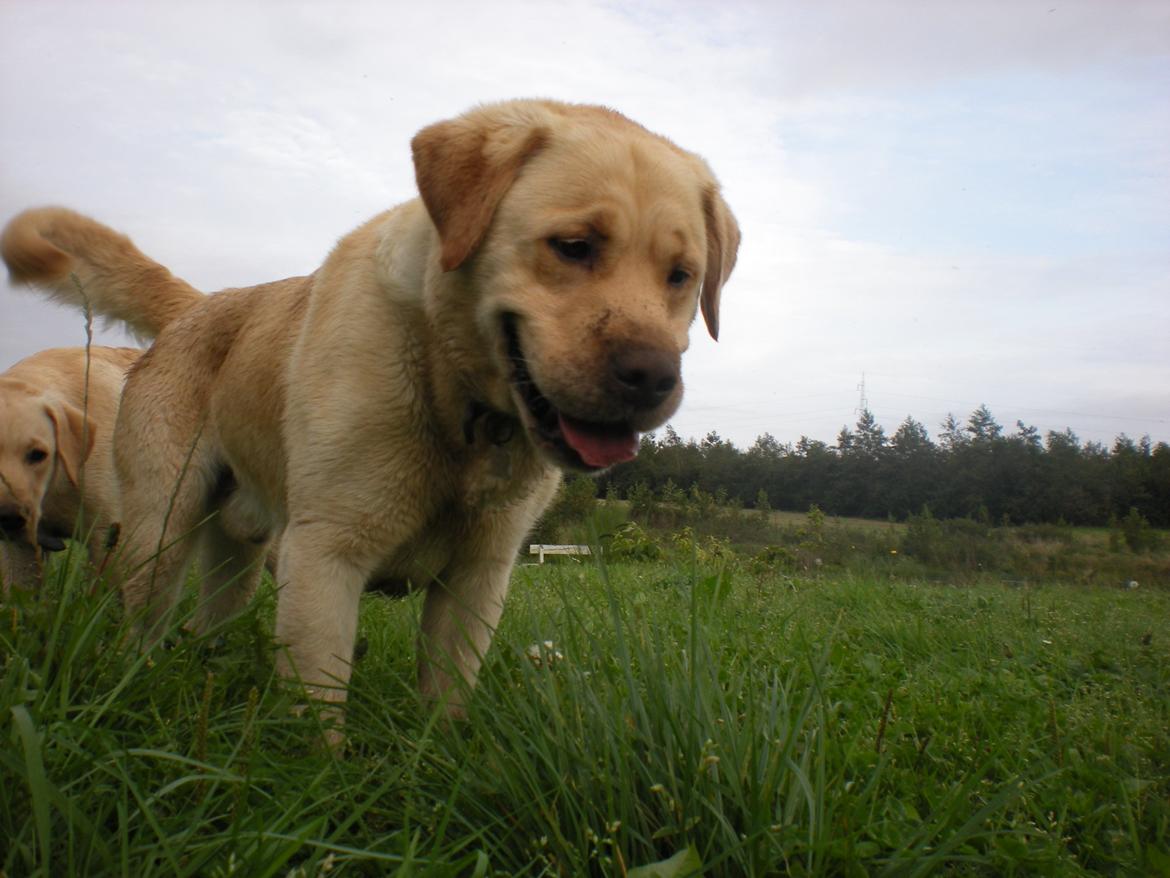 Labrador retriever Sniffer - Sommerhund. billede 1