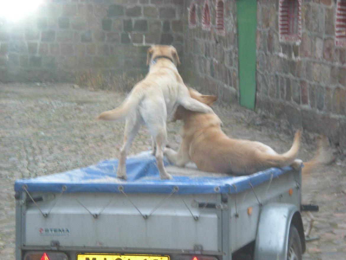 Labrador retriever Sniffer - Balder og Sniffer leger på traileren. :) billede 6