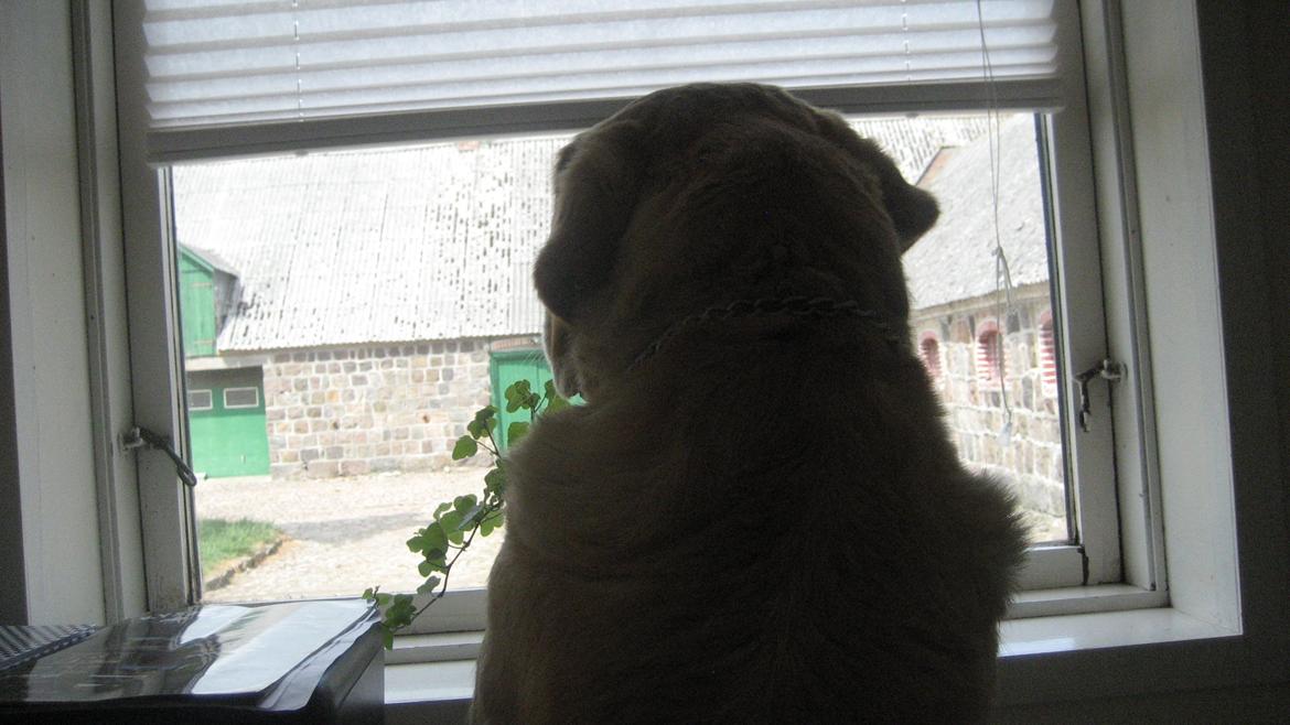 Labrador retriever Sniffer - Hvad laver de andre udenfor? billede 8