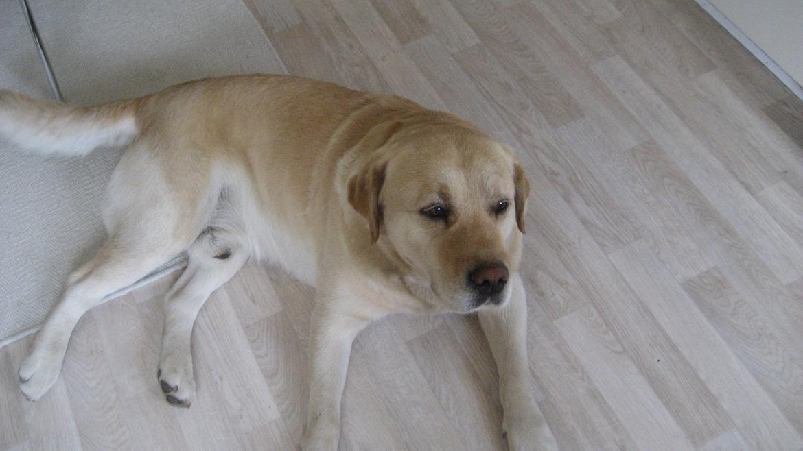 Labrador retriever Sniffer billede 9