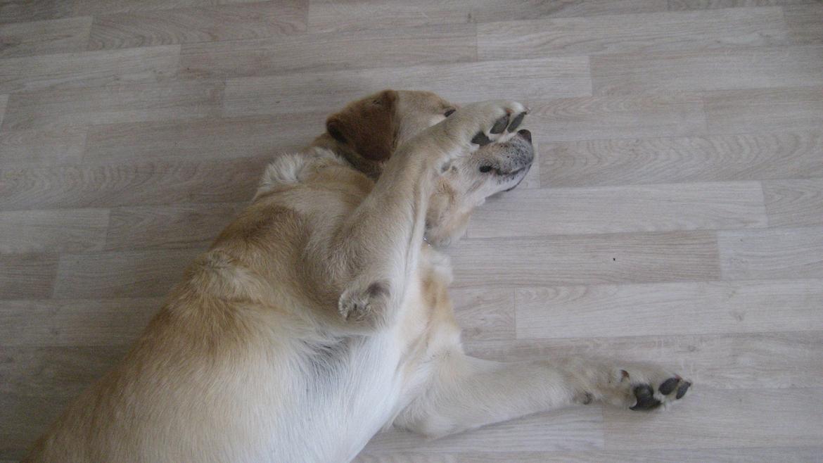 Labrador retriever Sniffer - Ikke flere fotos! ;) billede 10