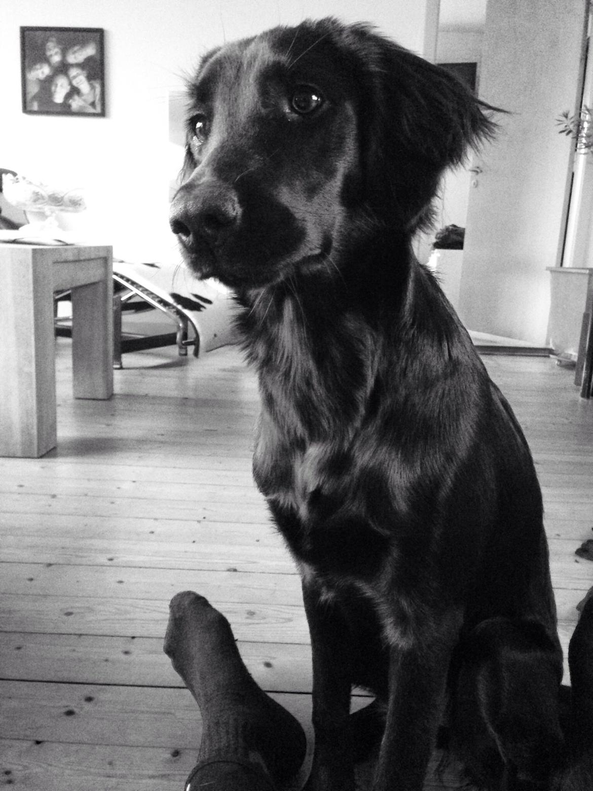 Blanding af racer Sia billede 6