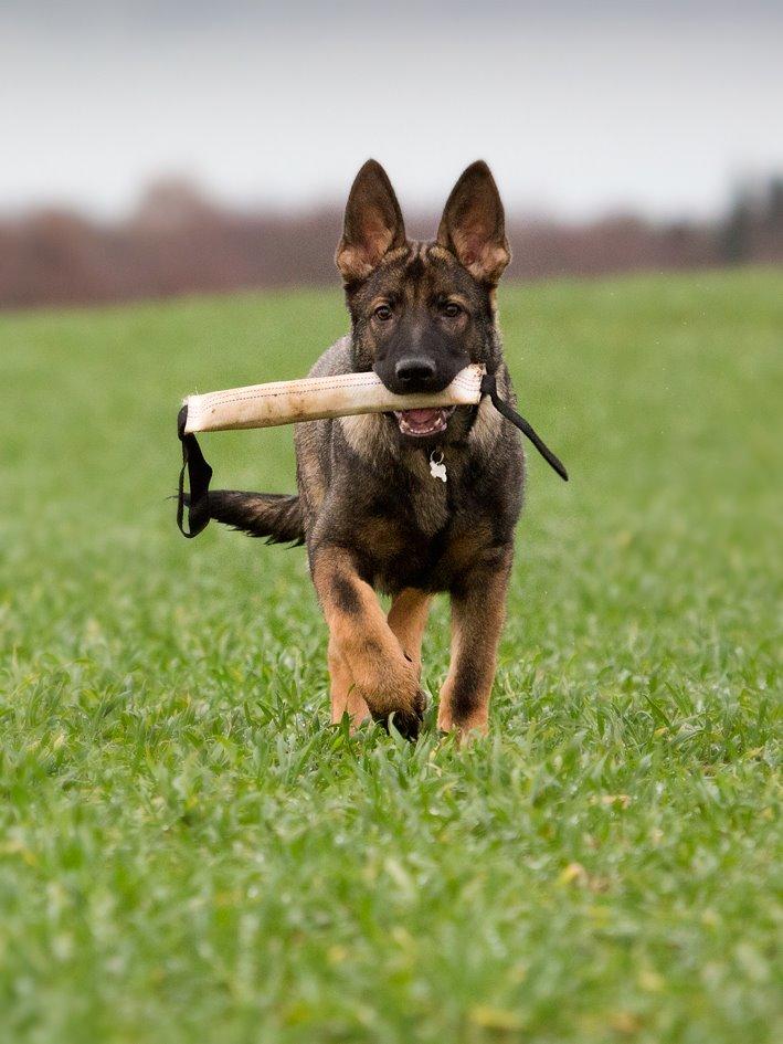 Schæferhund Jen-ager's Cantor aka Caos billede 2