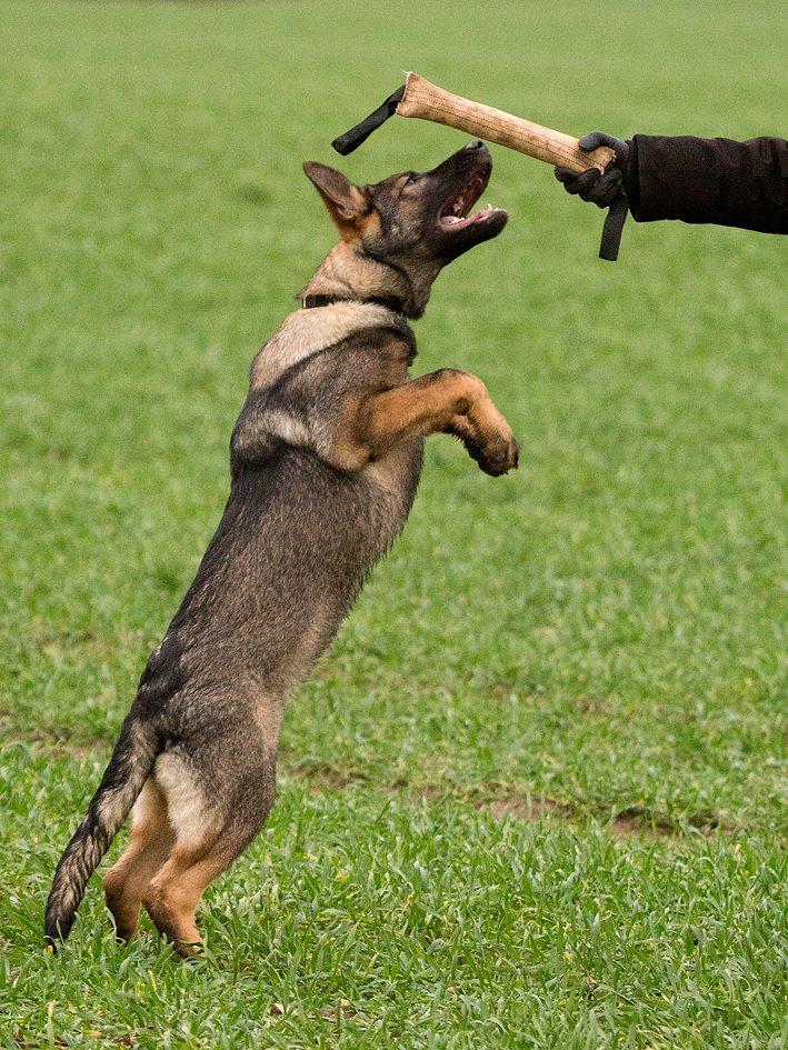 Schæferhund Jen-ager's Cantor aka Caos billede 5