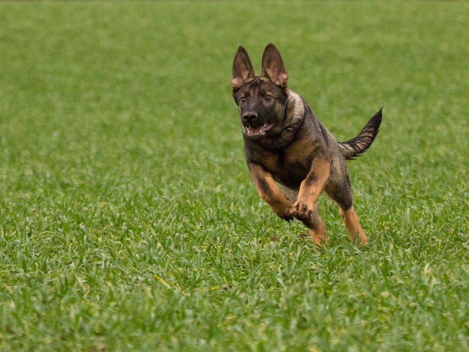 Schæferhund Jen-ager's Cantor aka Caos billede 4