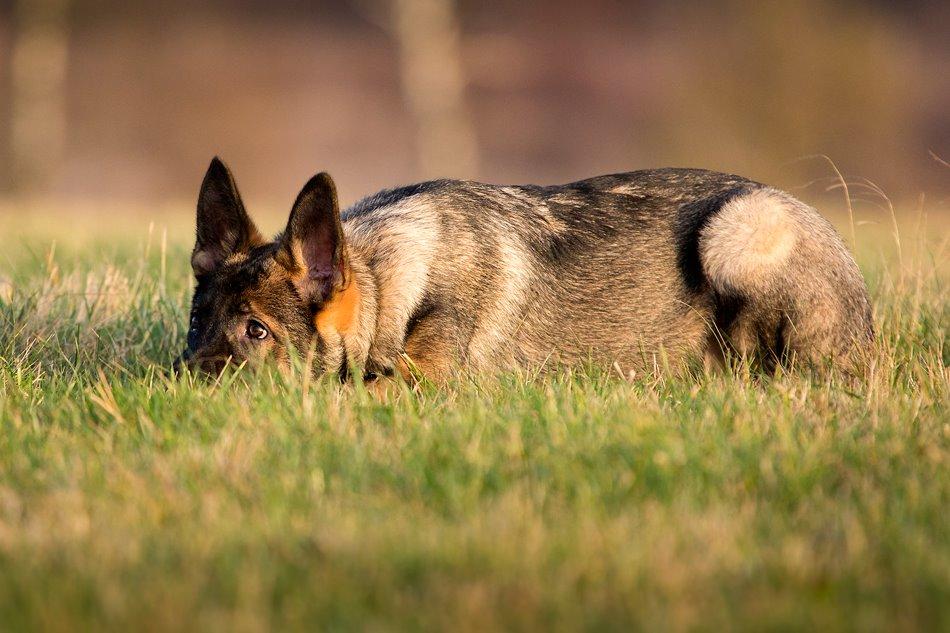 Schæferhund Jen-ager's Cantor aka Caos billede 14